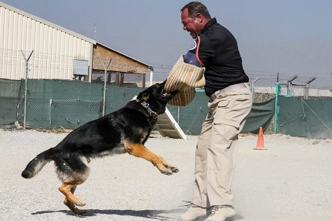 Larry, the working dog who is handled by Spc. Austin Lancaster, native of Amarillo, Texas and military working dog handler for the 180th Military Working Dog Detachment in Fort Leonard Wood, latches on to the bite sleeve of an AMK9 contractor during the controlled aggression portion of the K9 Competition here on Bagram Airfield, Afghanistan. (Staff Sgt. Caitlyn Byrne, 101st Sustainment Brigade Public Affairs)