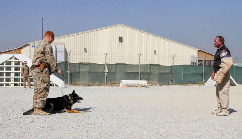 Specialist Austin Lancaster (middle), native of Amarillo, Texas and military working dog handler for the 180th Military Working Dog Detachment at Fort Leonard Wood, gives Larry, his working dog, the command to ‘lie down,’ after “subduing” an AMK9 contractor wearing a bite sleeve during the controlled aggression portion of the K9 Competition here on Bagram Airfield, Afghanistan. (Staff Sgt. Caitlyn Byrne, 101st Sustainment Brigade Public Affairs) 