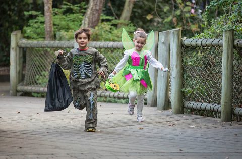 Nashville Zoo's Boo at the Zoo. (Amiee Stubbs)