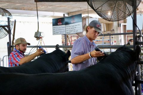 Tyler Davis and Colton Hudgins prepare Frank the Tank and Royal Flush during a recent show.