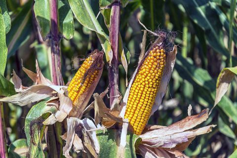 Ethanol Ethanol