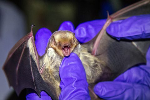 Morgan Torres, wildlife biologist, Fort Campbell Fish and Wildlife holds a female red bat on Fort Campbell, KY, July 18th, 2018. Eastern Red Bats are forrest dwelling bats and forage for insects at night. (Sgt. Patrick Kirby, 40th Public Affairs Detachment) 