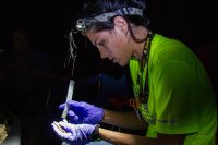 Morgan Torres, wildlife biologist, Fort Campbell Fish and Wildlife measures a female red bat on Fort Campbell, KY, July 18th, 2018. A compliance survey, under the endangered species act is done whenever a tree larger than three inches in diameter is removed. (Sgt. Patrick Kirby, 40th Public Affairs Detachment)