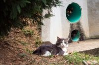 The cat colony that Austin Peay Sate University’s Paws to Care maintains has about 20 felines.