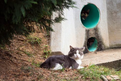 The cat colony that Austin Peay Sate University’s Paws to Care maintains has about 20 felines.