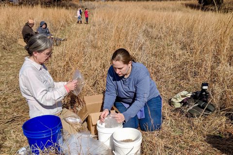 Forty species of native prairie wildflowers and grasses were interseeded at Dunbar Cave. (Amanda Blount)