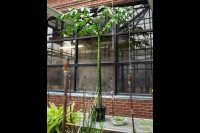 Austin Peay State University’s towering corpse flower plant should bloom in four to six years. (APSU)