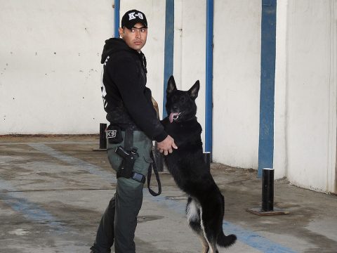 Iraqi Police SGT Mustafa, a Mosuli dog handler, and his K9 counterpart after a demonstration for Coalition partners. The Mosul Police have train dogs in bomb detection, narcotics, non-compliance and cadaver recovery. (1st Brigade Combat Team, 101st Airborne Division)