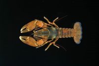 The Screaming Eagle Crayfish is rare, and it’s vulnerable, found at only three streams at Fort Campbell and one stream in Clarksville. (Carl Williams)