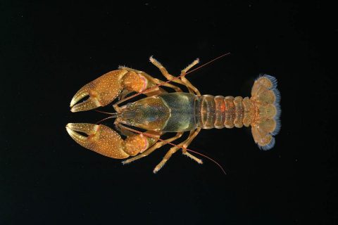 The Screaming Eagle Crayfish is rare, and it's vulnerable, found at only three streams at Fort Campbell and one stream in Clarksville. (Carl Williams)