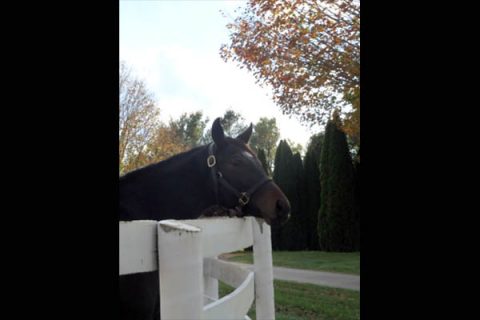 Eastern Equine Influenza Detected in a West Tennessee Horse.