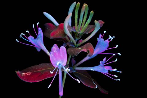 This honeysuckle is glowing in response to a high-energy ultraviolet light rather than to the Sun, but its shine is similar to the solar-induced fluorescence that OCO-3 will measure. (©Craig P. Burrows)