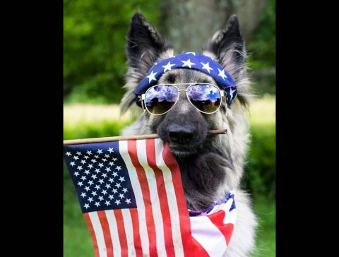 Montgomery County Animal Care and Control to have Memorial Day Specials this Saturday.