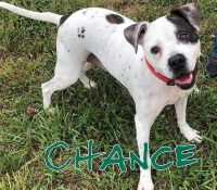 Companion Pet Rescue of Middle Tennessee – Chance