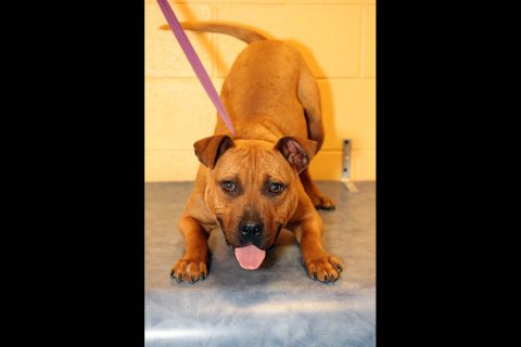1.5-year-old Brody is available at Montgomery County Animal Care and Control.