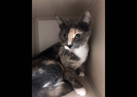 Montgomery County Animal Care and Control - Smokey Montgomery County Animal Care and Control - Smokey