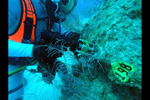 The pictured NEEMO 22 diver is collecting a scientific sample for coral research using proxy tools, techniques, technologies, and training envisioned for future NASA planetary science exploration missions. (NASA)