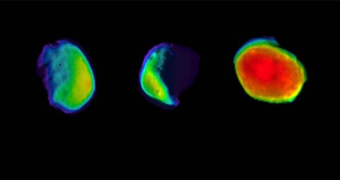 These three views of the Martian moon Phobos were taken by NASA's 2001 Mars Odyssey orbiter using its infrared camera, THEMIS. Each color represents a different temperature range. (NASA/JPL-Caltech/ASU/SSI) These three views of the Martian moon Phobos were taken by NASA's 2001 Mars Odyssey orbiter using its infrared camera, THEMIS. Each color represents a different temperature range. (NASA/JPL-Caltech/ASU/SSI)