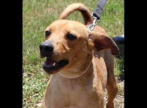 Stewart County Faithful Friends Animal Rescue - Alexander Stewart County Faithful Friends Animal Rescue - Alexander