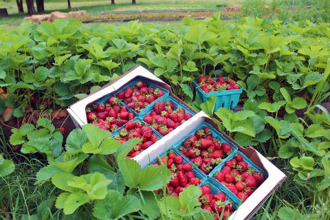 Pick Your Own Tennessee Strawberries.