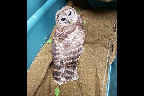 The Owl rescued by Clarksville Police Captain Scott Thornton.