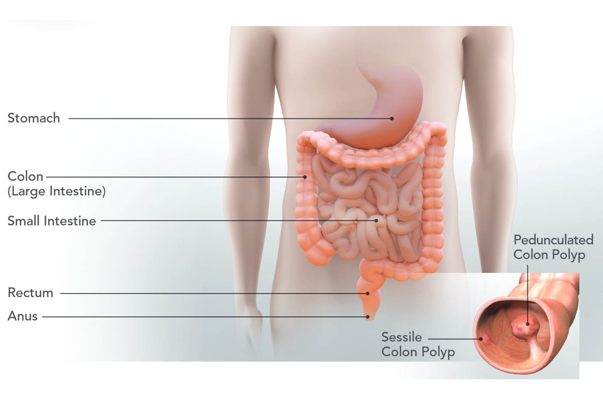 Intestino grueso y delgado en ingles