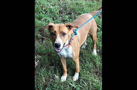 Companion Pet Rescue of Middle Tennessee - Barney