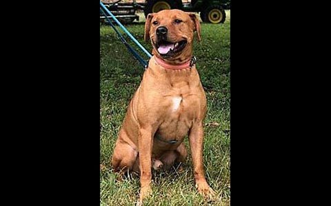 Companion Pet Rescue of Middle Tennessee - Kegger