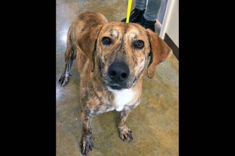 Halo is available at the Dover Humane Society. Halo is available at the Dover Humane Society.