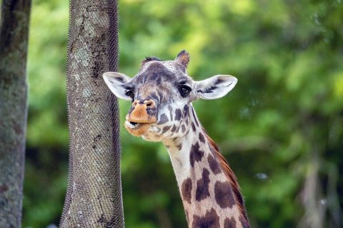 Nashville Zoo Mourns The Loss of Masai Giraffe. (Casey Gower)