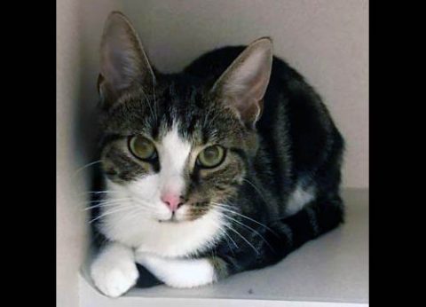 Montgomery County Animal Care and Control - Aspen Montgomery County Animal Care and Control - Aspen