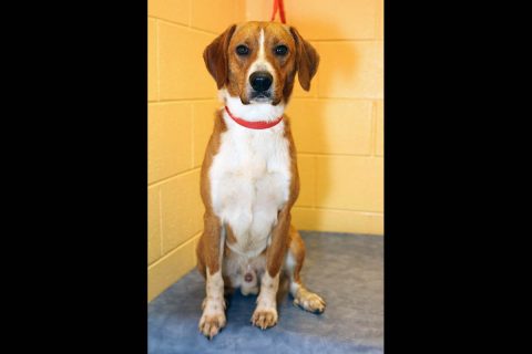 Montgomery County Animal Care and Control - River