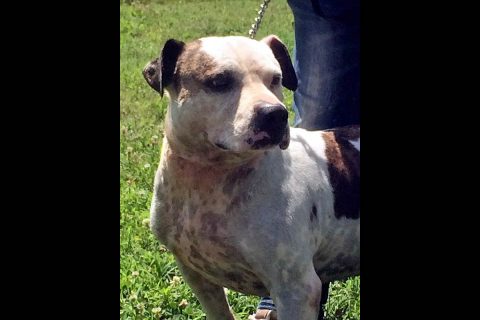 Stewart County Faithful Friends Animal Rescue - Smitty