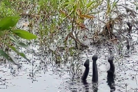 Three male cottonmouths battle for the rights to mate with a nearby female near Huntsville, Alabama. (Screen captures from video/Claire Ciafre) Claire_Ciafre: Austin Peay graduate student Claire Ciafre captured the video on June 4 near Huntsville, Alabama, while doing research for her thesis. 