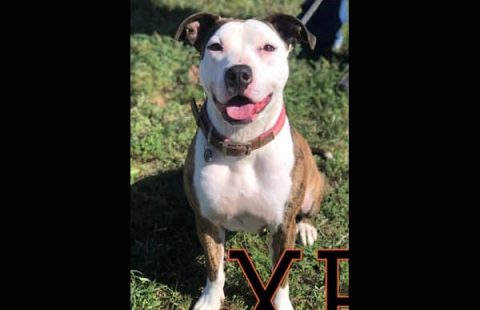 Companion Pet Rescue of Middle Tennessee - Xena