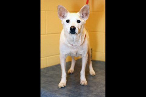 Montgomery County Animal Care and Control - Trudy