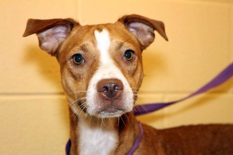 Montgomery County Animal Care and Control - Woodie Montgomery County Animal Care and Control - Woodie