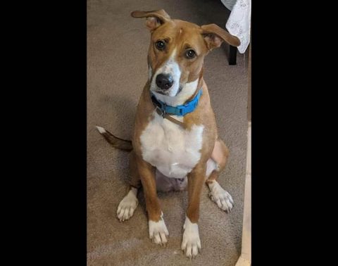 Companion Pet Rescue of Middle Tennessee - Barney Companion Pet Rescue of Middle Tennessee - Barney