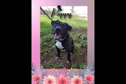 Companion Pet Rescue of Middle Tennessee - Poppy