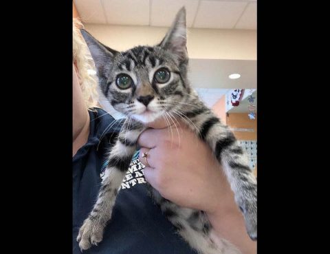 Montgomery County Animal Care and Control - Blue Montgomery County Animal Care and Control - Blue