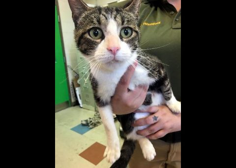 Montgomery County Animal Care and Control - Davidson