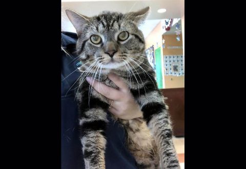 Montgomery County Animal Care and Control - Tolly