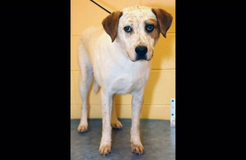 Montgomery County Animal Care and Control - Tolly