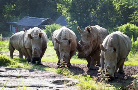 Southern White Rhinoceros at Nashville Zoo.