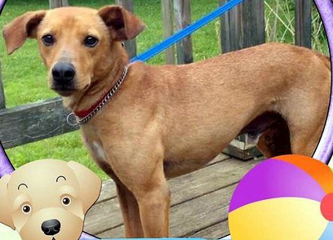 Stewart County Faithful Friends Animal Rescue - Alexander Stewart County Faithful Friends Animal Rescue - Alexander