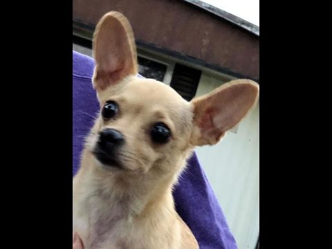 Two Ladies Caring Dog Rescue - Pepper Two Ladies Caring Dog Rescue - Pepper