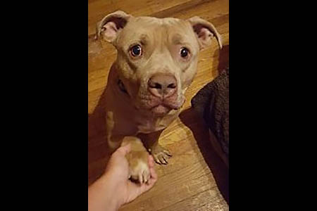 Companion Pet Rescue of Middle Tennessee - Nacho Companion Pet Rescue of Middle Tennessee - Nacho