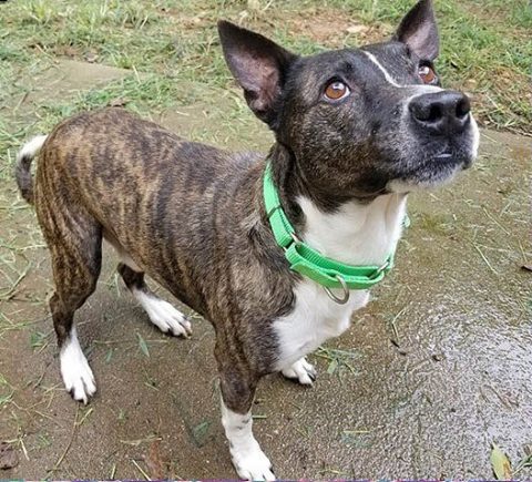Companion Pet Rescue of Middle Tennessee - Sampson Companion Pet Rescue of Middle Tennessee - Sampson