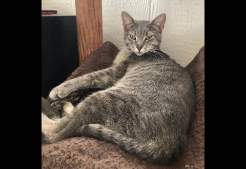 Dover Humane Society - Willow Dover Humane Society - Willow