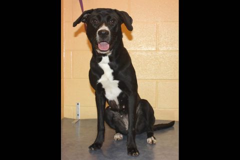 Montgomery County Animal Care and Control - Antoinette